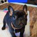 AKC French Bulldog Gorgeous healthy